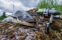 catfish-caught-with-rod-and-reel