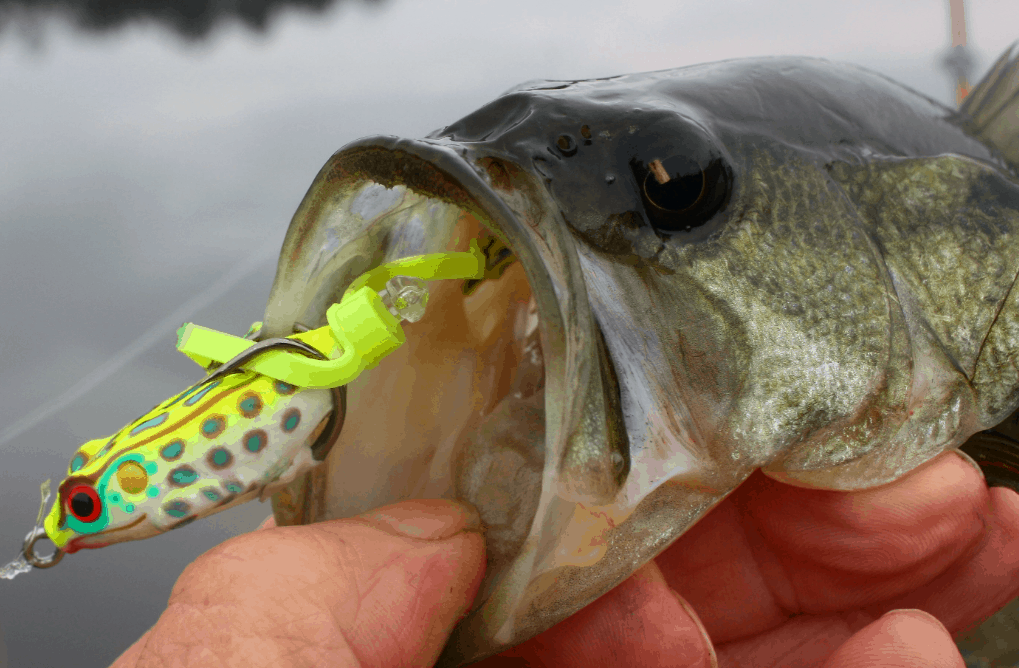 Best Frog Lures for Bass Fishing Tactical Huntr