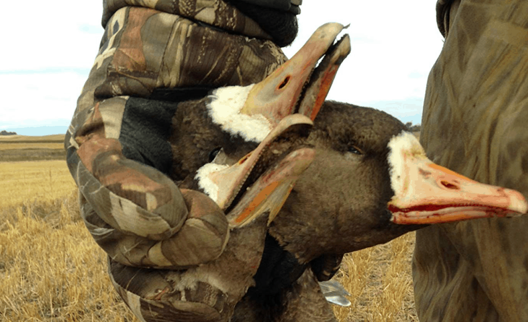 Hunting duck gloves