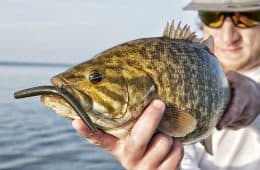Best Worms for Bass